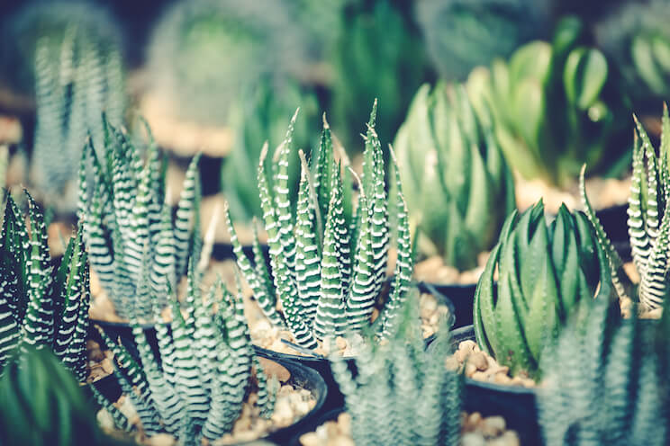 cactus-indoor-plants.jpg