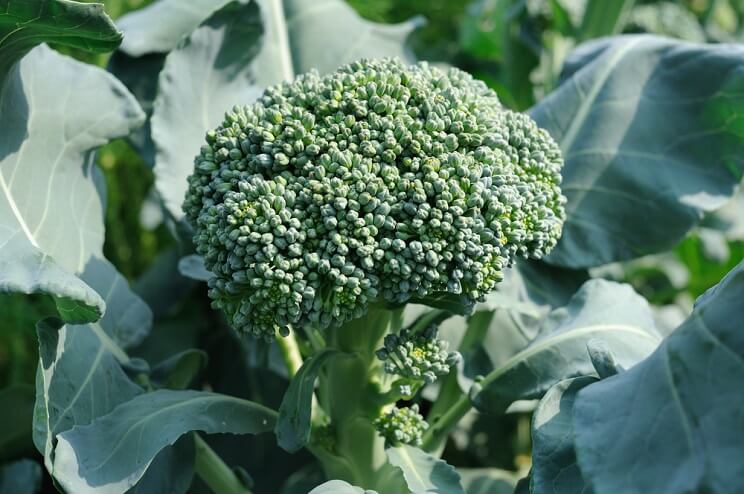 broccoli-leaves.jpg