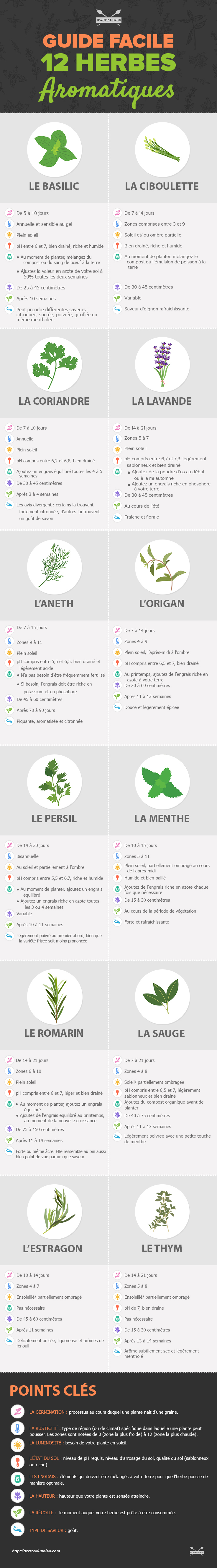 An_Easy_Guide_to_12_Indoor_Herbs-infog-1.jpg