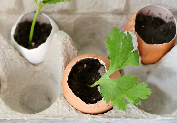 Grow-Herbs-in-Eggshells.jpg