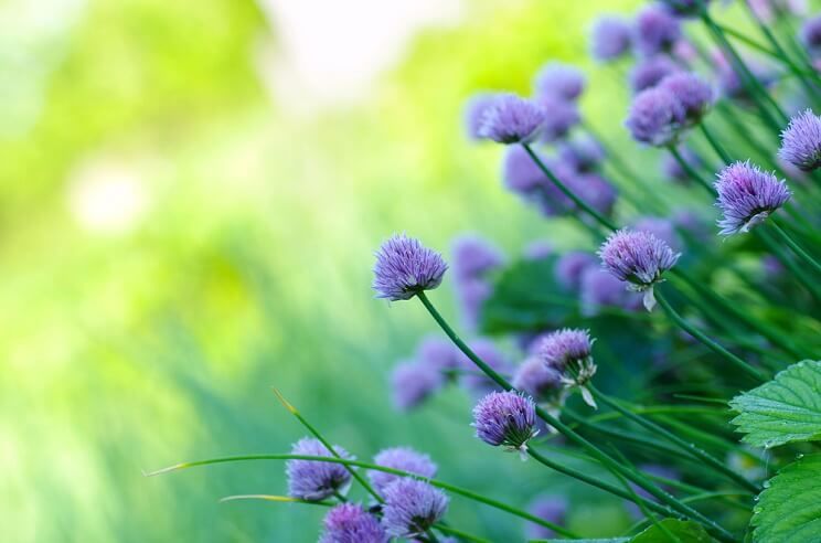 chives.jpg