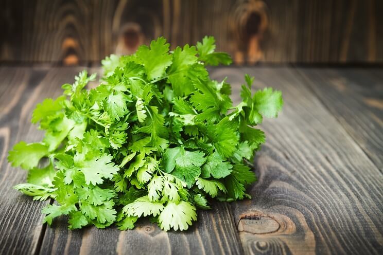 cilantro.jpg