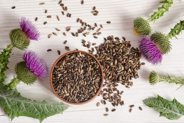 Seeds-of-a-milk-thistle-with-flower.jpg