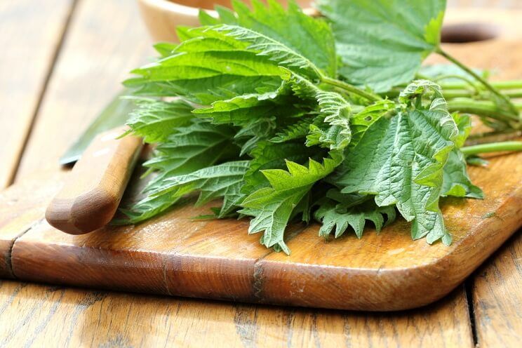 Stinging-Nettle.jpg