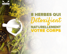 8 herbes pour détoxifier naturellement le corps