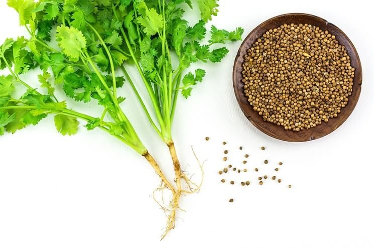 coriander.jpg